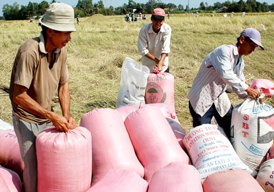 The agriculture ministry is working on a draft policy to periodically stockpile rice in the Mekong Delta (Photo: SGGP) The agriculture ministry is working on a draft policy to periodically stockpile rice in the Mekong Delta (Photo: SGGP)